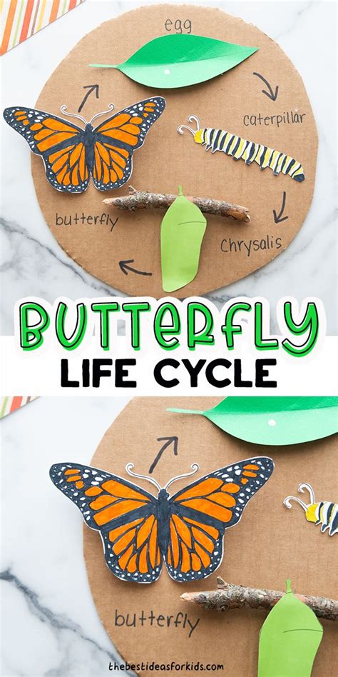 Butterfly Life Cycle Craft (with free template) - The Best Ideas for Kids | Butterfly life cycle ...