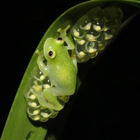 Scientists have found out how Glass frogs turn transparent - The Hindu