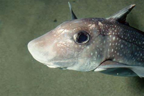 Spotted ratfish | Animals | Monterey Bay Aquarium