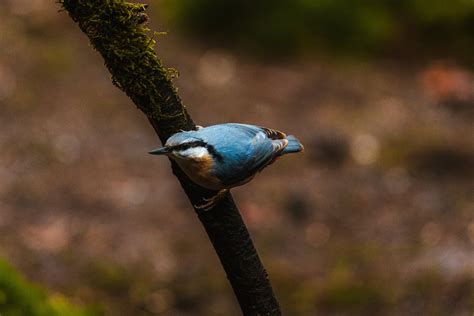 Eurasian Nuthatch Photos, Download The BEST Free Eurasian Nuthatch Stock Photos & HD Images