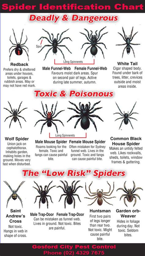 Spider Identification Chart - Gosford City Pest ControlGosford City ...