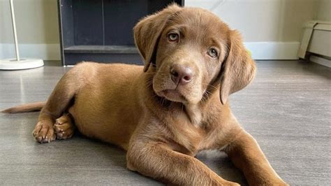 Labrador Retriever Dog Breed Facts & Information | Rover.com
