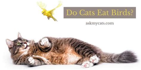 Do Cats Eat Birds? Will They Attack Them?