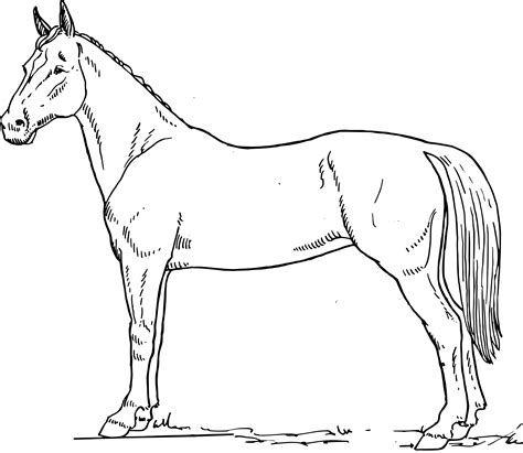 Horse Line Drawing at GetDrawings | Free download