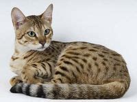 11 SERENGETI CATS ideas | cats, cat breeds, serengeti