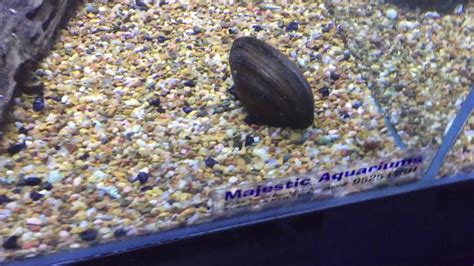 Mussel are a must in your aquarium! - YouTube