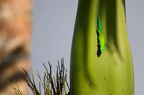 Andaman Day Gecko: Fleet-footed Flecks of Green | RoundGlass | Sustain