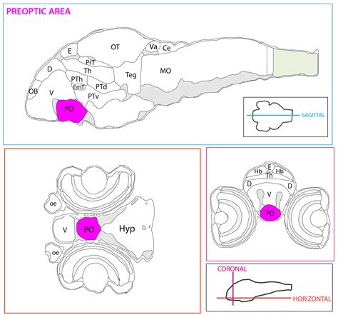 Forebrain Regions — Zebrafish UCL