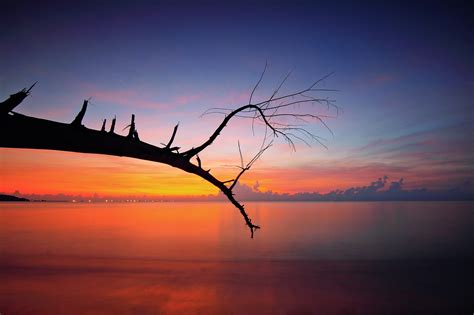 Tree Branch Sunset View, HD Nature, 4k Wallpapers, Images, Backgrounds, Photos and Pictures