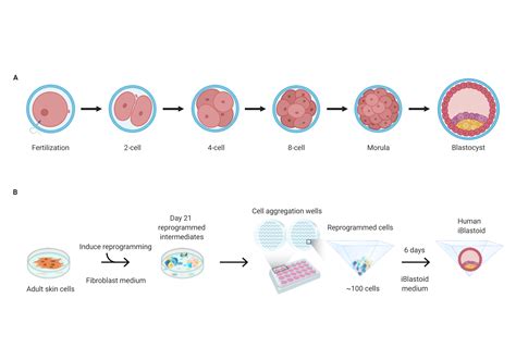 Researchers have grown ‘human embryos’ from skin cells. What does that mean, and is it ethical ...