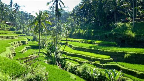 Ubud Culture Tour - BaliDriverPrivateTour.com