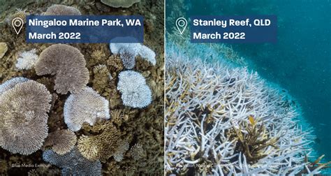 What is Coral Bleaching and What Causes It - Fight For Our Reef