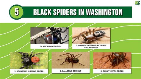 Discover 5 Black Spiders In Washington - A-Z Animals