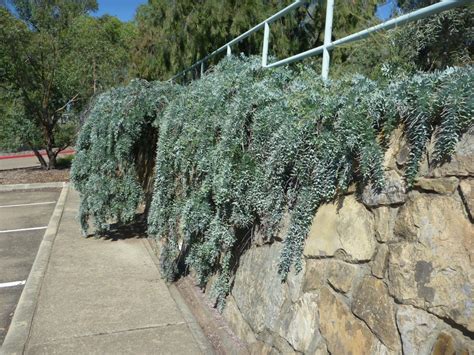 Acacia baileyana ‘Prostrate’ Cootamundra Wattle | Gardening With Angus