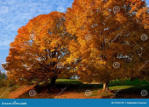 Fall Season - Mount Rogers National Recreation Stock Image - Image of ...