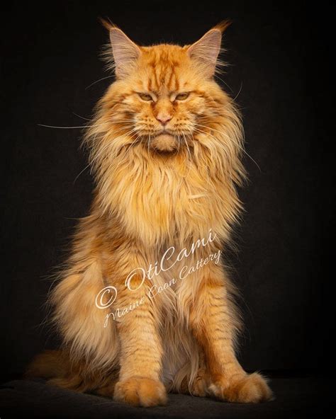 Red Maine Coon Cat