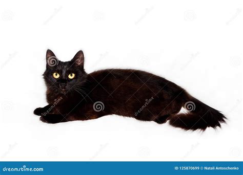 Black fluffy cat stock image. Image of closeup, carnivore - 125870699