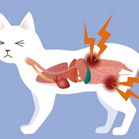 Urinary tract infection (UTI) in cats