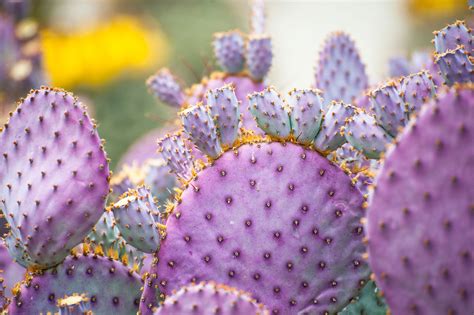 Purple Cactus Varieties: Growing A Cactus With Purple Flowers And Flesh