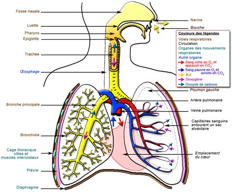 2.2.Appareil respiratoire