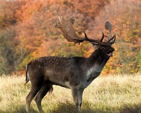 Fallow deer hunting in Romania