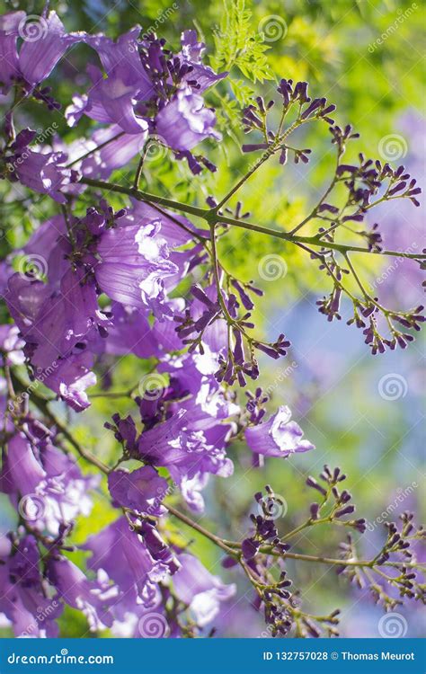 Purple Lapacho Flower Stock Photos - Free & Royalty-Free Stock Photos ...