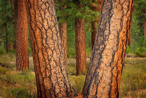 Ponderosa Pines Deschutes National Forest Oregon - Alan Crowe Photography