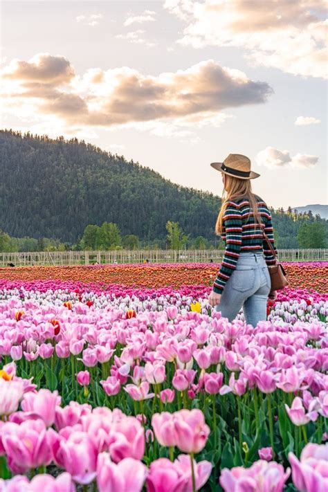 Wander the tulip fields in Chilliwack: Tulips of the Valley | Non Stop ...