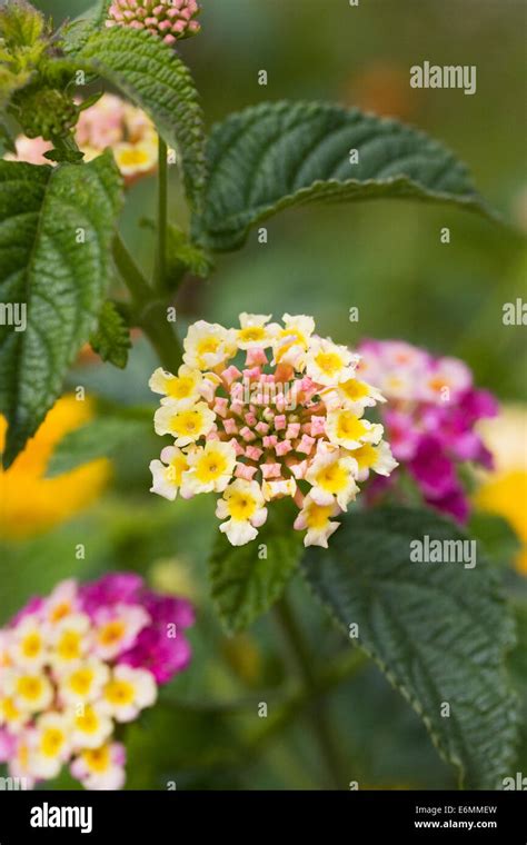 Lantana camara flowers Stock Photo - Alamy