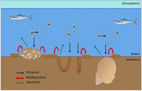 Ecosystem services of the benthos explained | Global warming, Earth ...