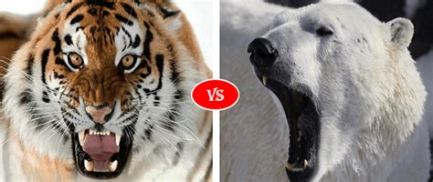 Polar bear vs Siberian tiger fight comparison- who will win?