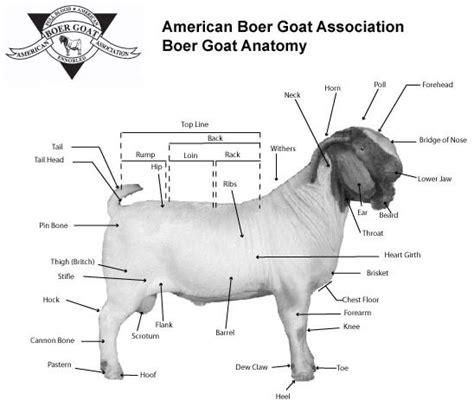 Medical Terminology Ch 4 Common Anatomical Terms for Goats, Sheep, and Pigs Diagram | Quizlet