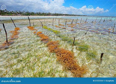 Seaweed Farming - Zanzibar Island Stock Photography | CartoonDealer.com #218187668