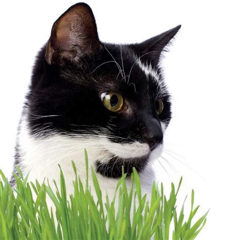 Cat Grass Seeds AE20235514 - Geseeds