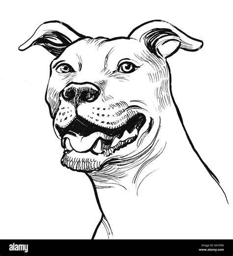 Pitbull dog sketch Stock Photo - Alamy