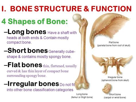 Short Bones In Human Body - ladygaga2012news