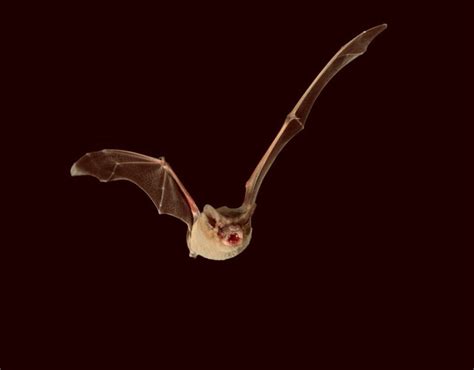 Brazilian Free-Tailed Bat is Fastest Flying Animal, New Study Says | Sci.News