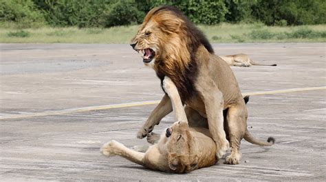 Incredible Video Shows A Male Lion Caught “Mating” with Male Lion… Gay ...