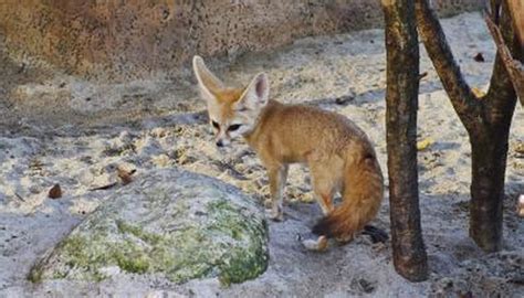 List of Endangered Animals of the Desert | Sciencing