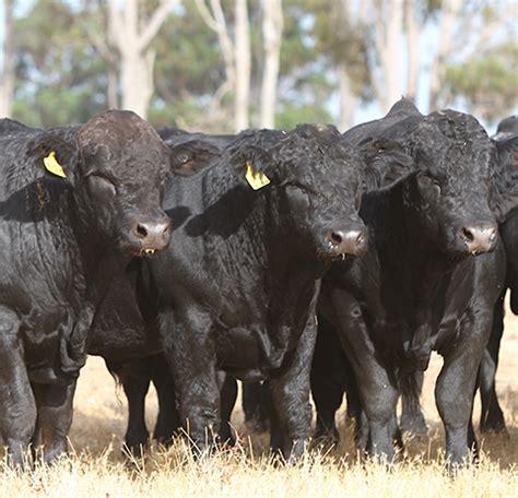 Simmental Australia | Sim Genetics | Pure | Crossbreeding