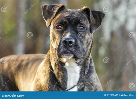 79+ Brindle Pitbull Boxer Pitbull Mix Puppy Pictures - l2sanpiero