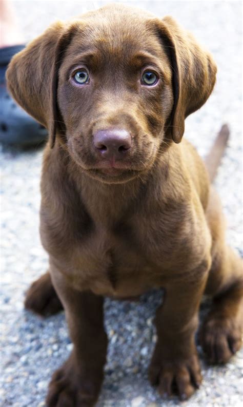 148 best Chocolate Brown Labrador images on Pinterest | Chocolate labradors, Doggies and ...
