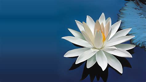 Lotus Flower Wallpaper (72+ images)