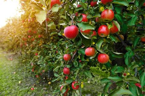 The 15 Best Orchards in Oklahoma - Minneopa Orchards