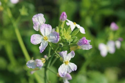 Radish: profile, growing season & care - Plantura