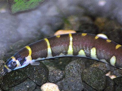 Kuhli Loach - Traits | Care | Food | Size | Tank | Lifespan | pH - SeaFish