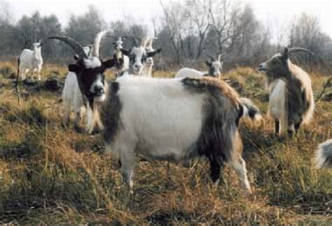 Dutch Landrace goat, the Netherlands (photo by H.F. Cnossen ...