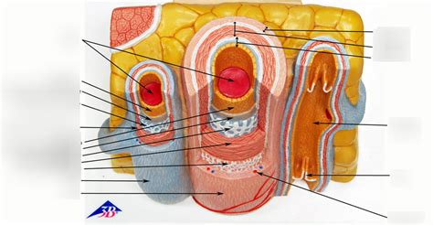 Blood Vessel Model Diagram | Quizlet