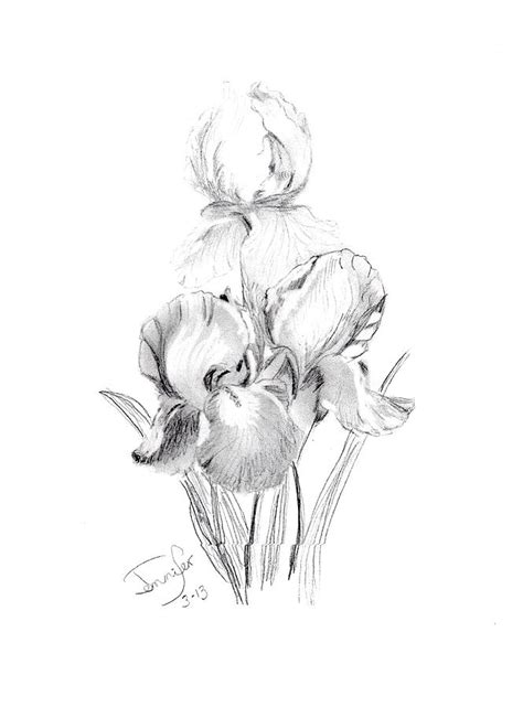 Tall Bearded Iris Drawing by Jennifer Ransom | Fine Art America