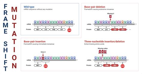 Frameshift Mutation- Definition, Causes, Mechanism, Applications, Examples | Mutation, Genetic ...